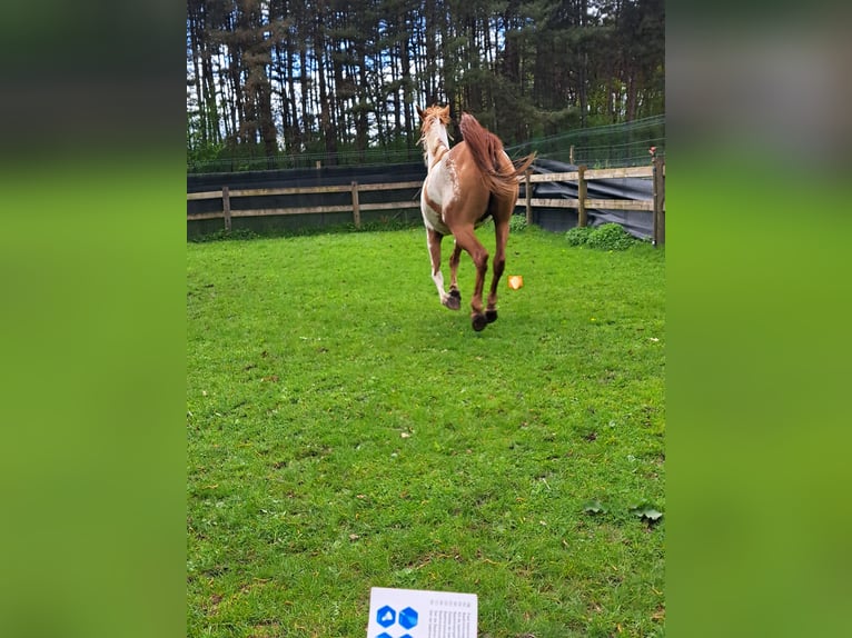 American Quarter Horse Giumenta 10 Anni 150 cm Overo-tutti i colori in Dessel