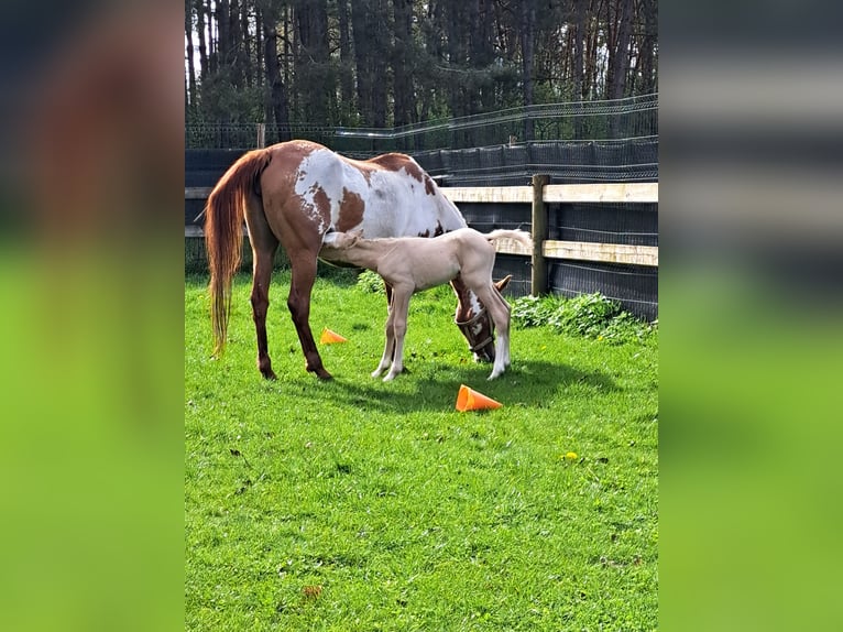 American Quarter Horse Giumenta 10 Anni 150 cm Overo-tutti i colori in Dessel