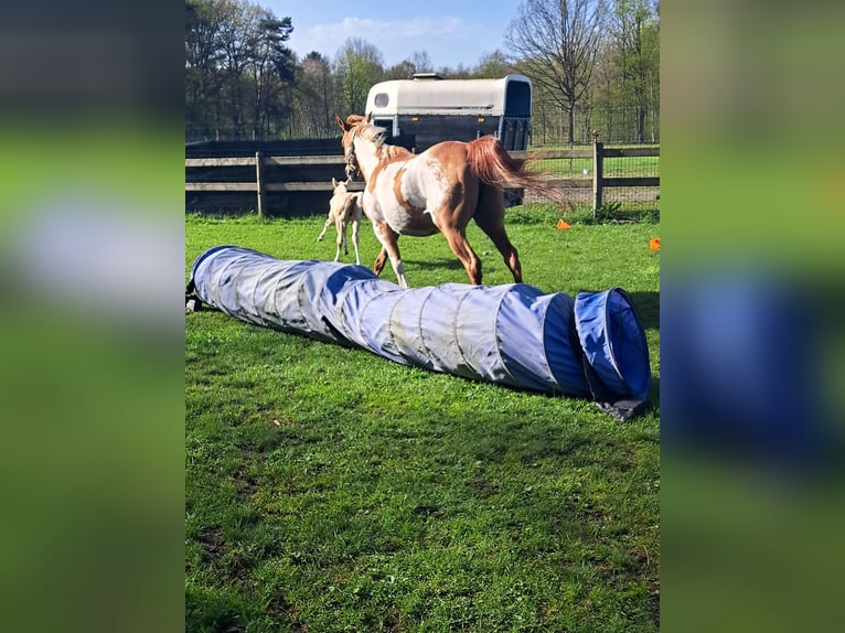 American Quarter Horse Giumenta 10 Anni 150 cm Overo-tutti i colori in Dessel