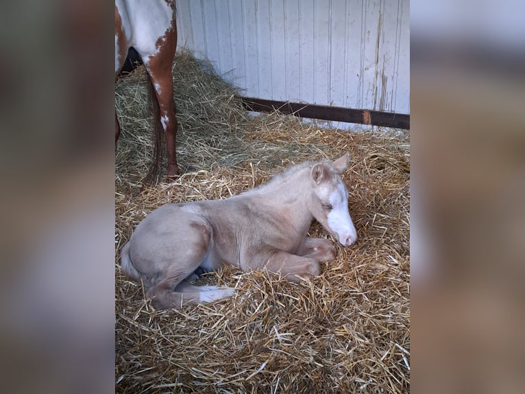 American Quarter Horse Giumenta 10 Anni 150 cm Overo-tutti i colori in Dessel