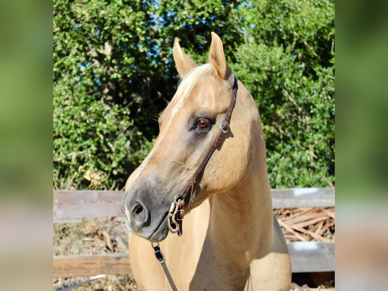 American Quarter Horse Giumenta 10 Anni 150 cm Palomino in Bitterwater CA