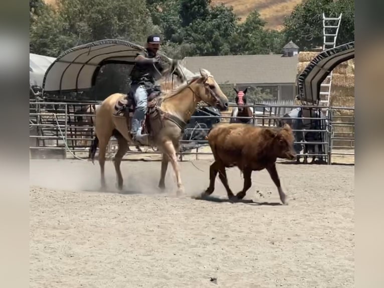 American Quarter Horse Giumenta 10 Anni 150 cm Palomino in Bitterwater CA