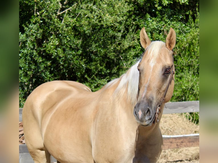 American Quarter Horse Giumenta 10 Anni 150 cm Palomino in Bitterwater CA