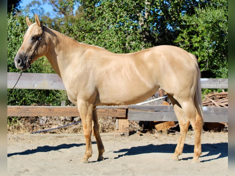 American Quarter Horse Giumenta 10 Anni 150 cm Palomino in Bitterwater CA