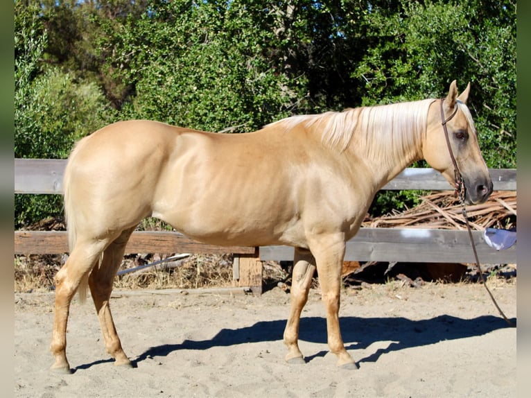 American Quarter Horse Giumenta 10 Anni 150 cm Palomino in Bitterwater CA