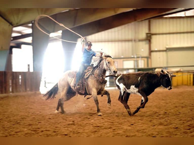American Quarter Horse Giumenta 10 Anni 150 cm Pelle di daino in Kaufman, TX