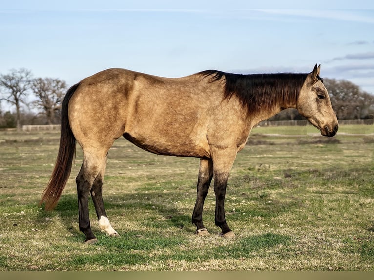 American Quarter Horse Giumenta 10 Anni 150 cm Pelle di daino in Kaufman, TX