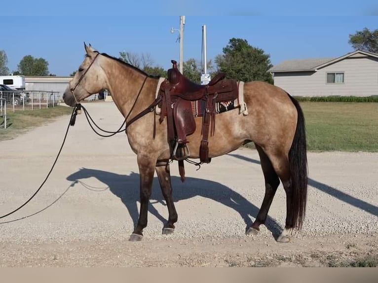American Quarter Horse Giumenta 10 Anni 150 cm Pelle di daino in Wichita