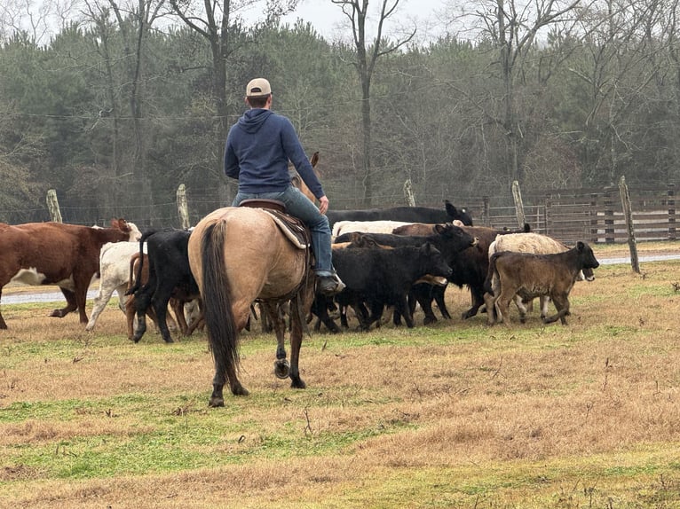 American Quarter Horse Giumenta 10 Anni 150 cm in Carthage, TX