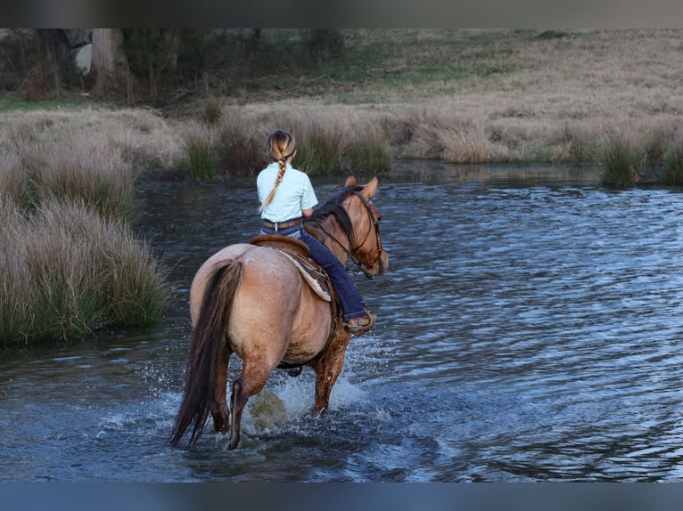 American Quarter Horse Giumenta 10 Anni 150 cm in Carthage, TX