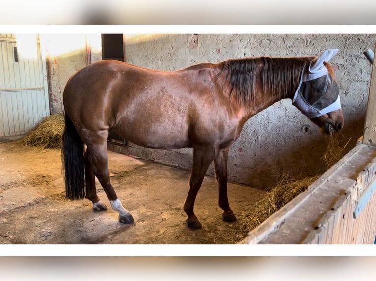 American Quarter Horse Giumenta 10 Anni 150 cm Sauro in Markt Bibart