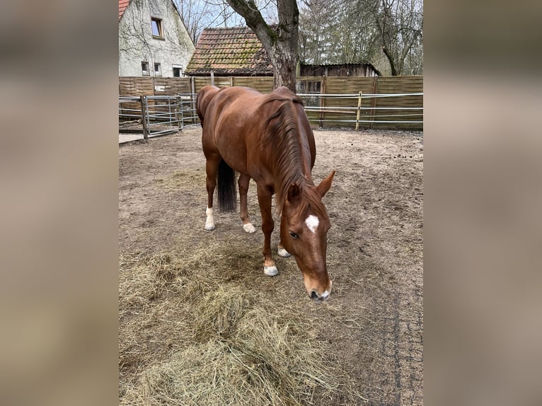 American Quarter Horse Giumenta 10 Anni 150 cm Sauro in Markt Bibart