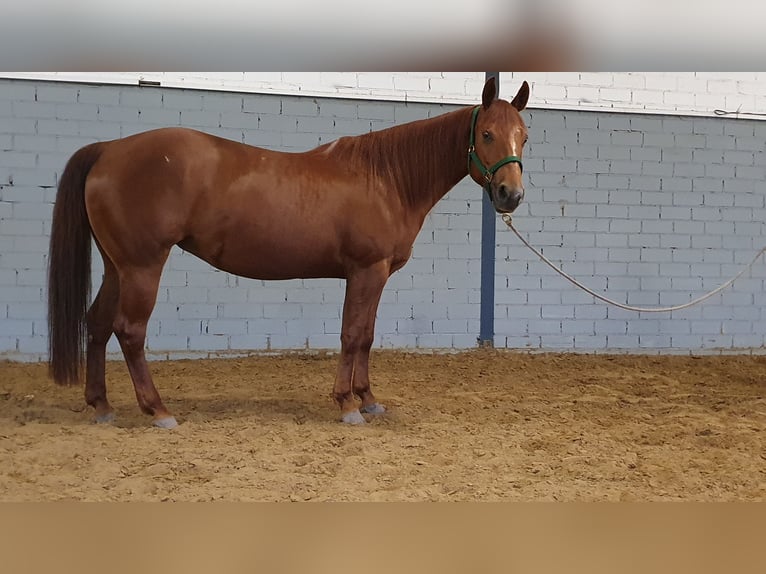 American Quarter Horse Giumenta 10 Anni 150 cm Sauro in Wermelskirchen