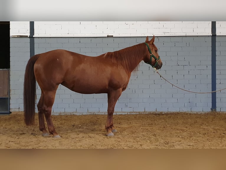 American Quarter Horse Giumenta 10 Anni 150 cm Sauro in Wermelskirchen