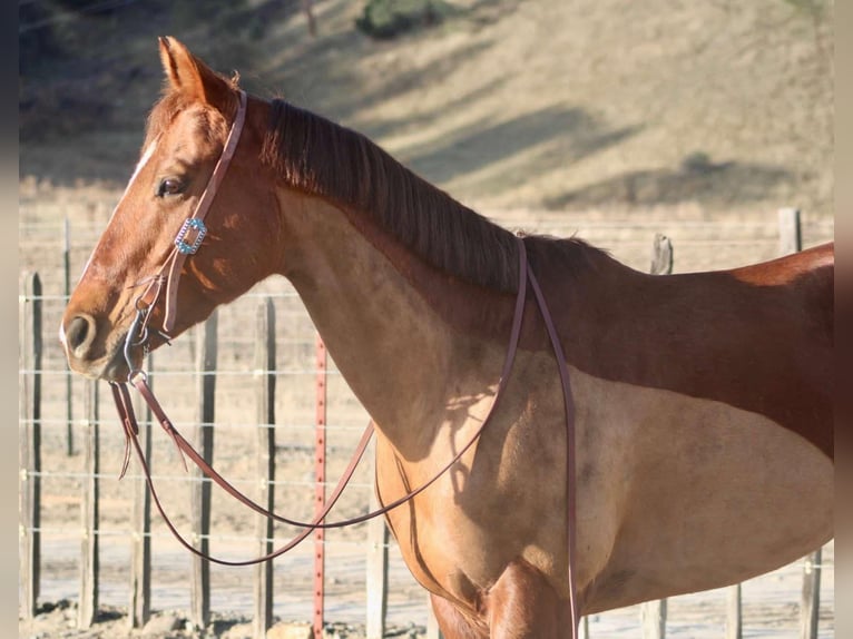 American Quarter Horse Giumenta 10 Anni 150 cm Sauro scuro in Bitterwater CA