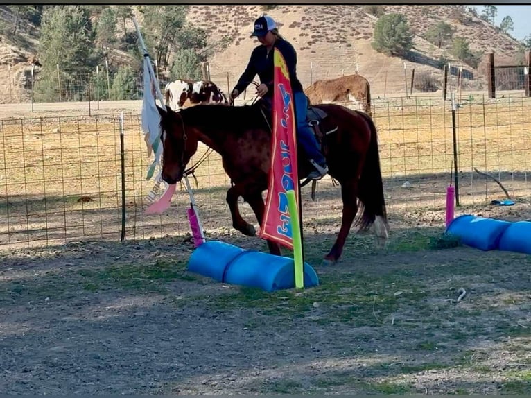 American Quarter Horse Giumenta 10 Anni 150 cm Sauro scuro in Bitterwater CA