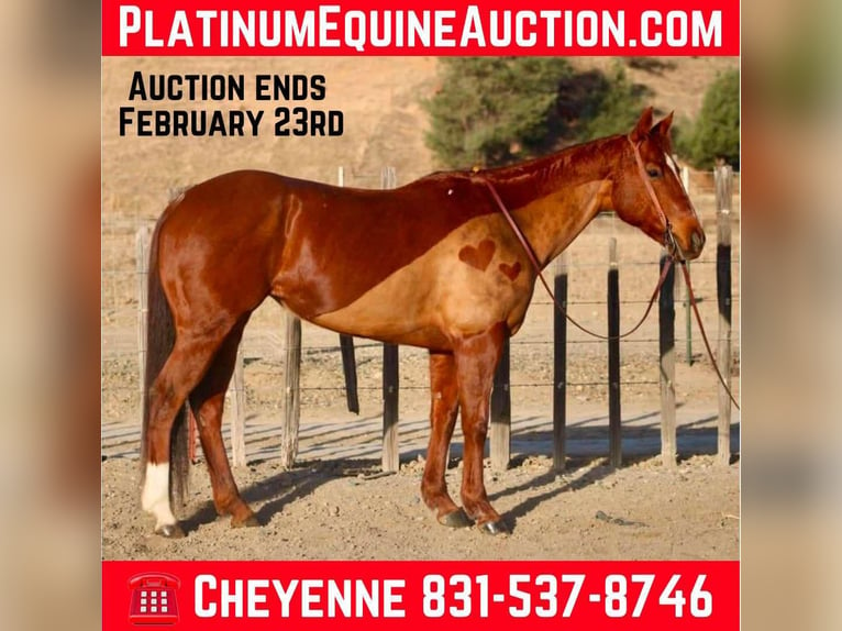 American Quarter Horse Giumenta 10 Anni 150 cm Sauro scuro in Bitterwater CA