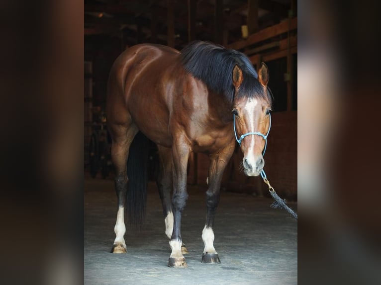 American Quarter Horse Giumenta 10 Anni 152 cm Baio ciliegia in Sumter, SC