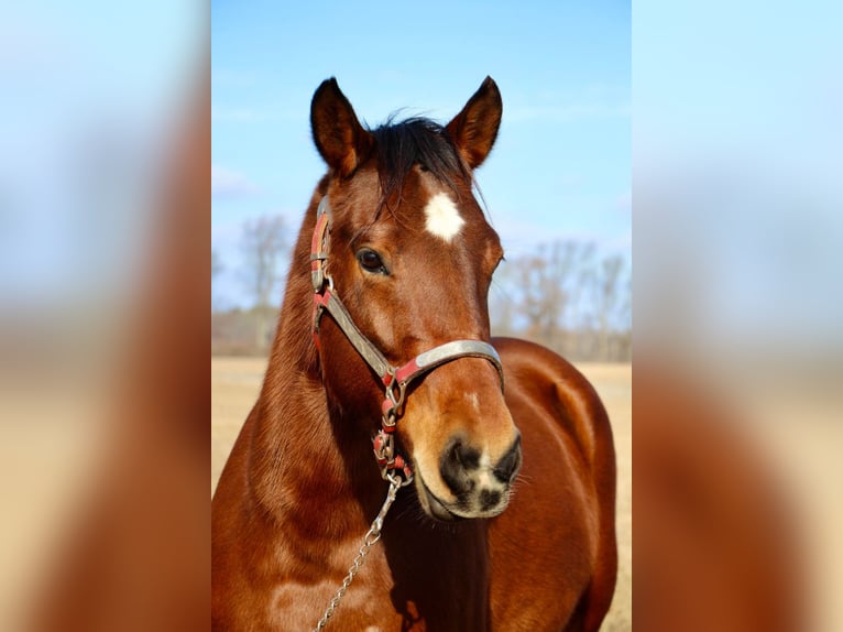 American Quarter Horse Giumenta 10 Anni 152 cm Baio ciliegia in Highland MI