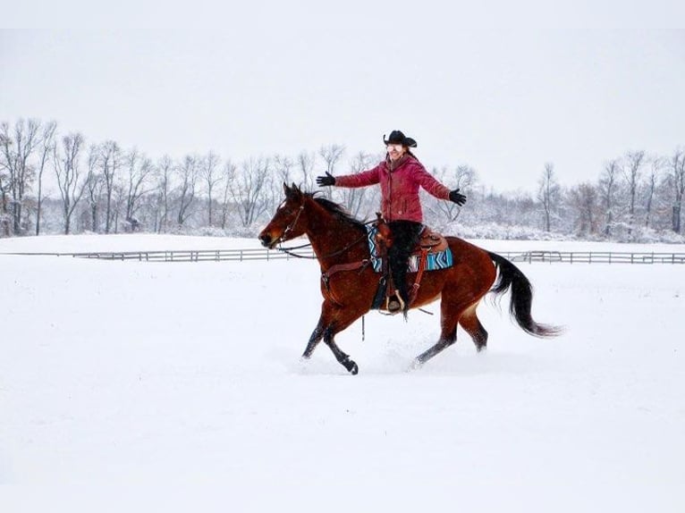 American Quarter Horse Giumenta 10 Anni 152 cm Baio ciliegia in Highland MI