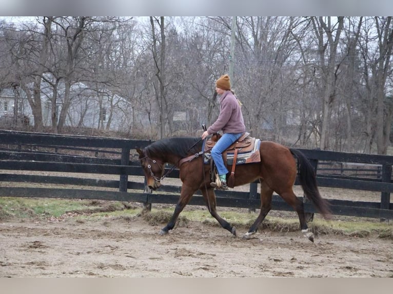 American Quarter Horse Giumenta 10 Anni 152 cm Baio ciliegia in Highland MI