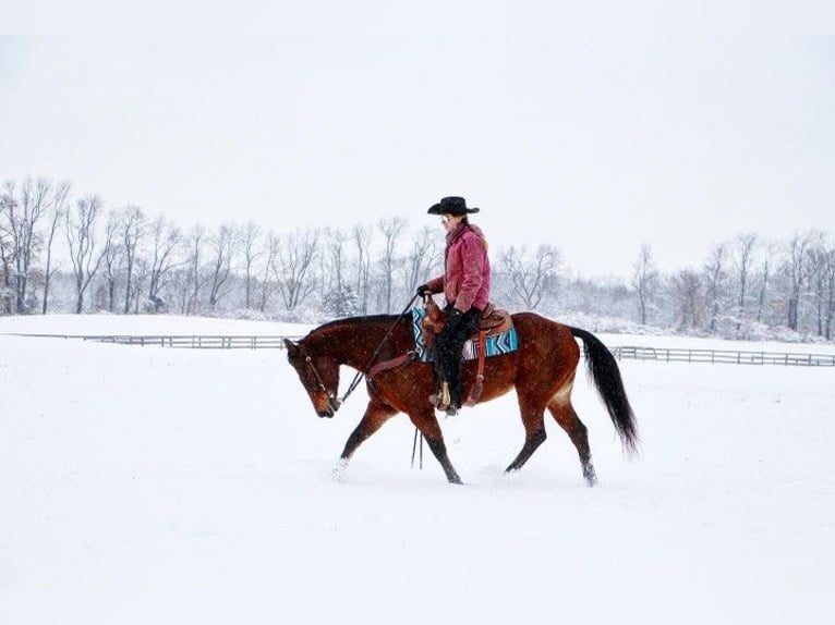 American Quarter Horse Giumenta 10 Anni 152 cm Baio ciliegia in Highland MI