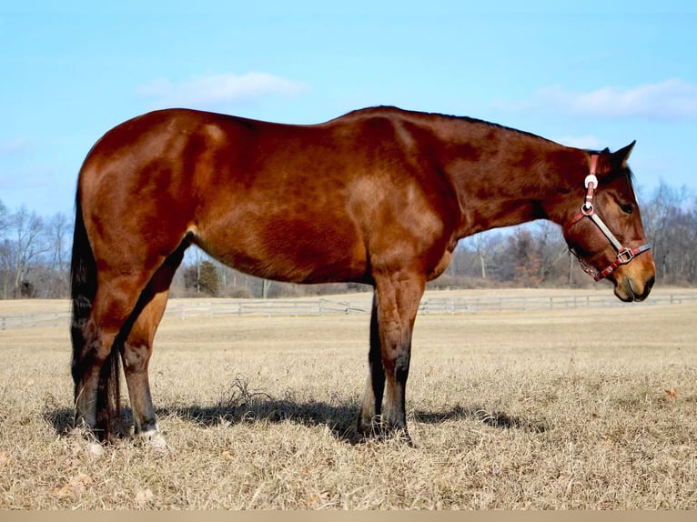 American Quarter Horse Giumenta 10 Anni 152 cm Baio ciliegia in Highland MI