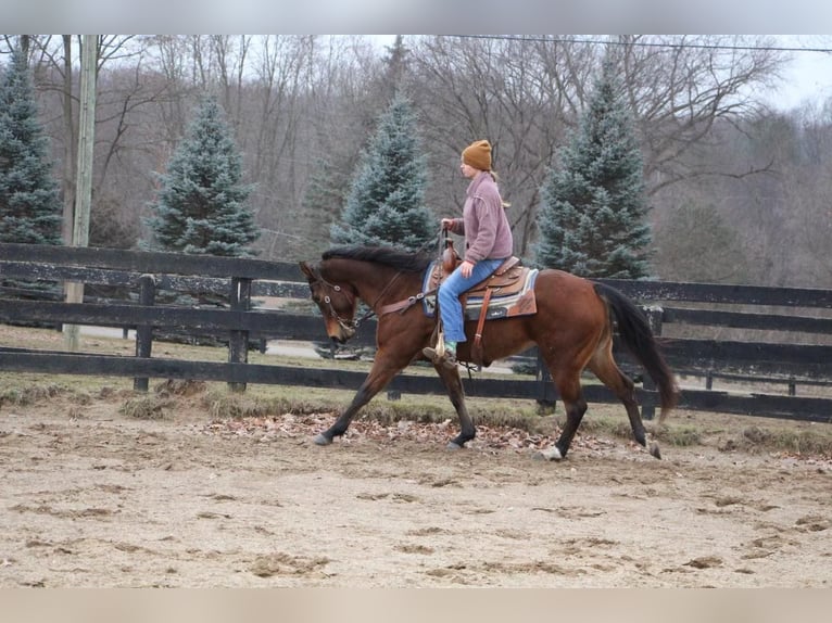 American Quarter Horse Giumenta 10 Anni 152 cm Baio ciliegia in Highland MI