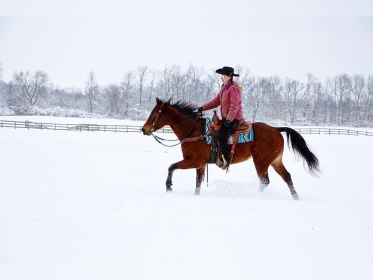 American Quarter Horse Giumenta 10 Anni 152 cm Baio ciliegia in Highland MI