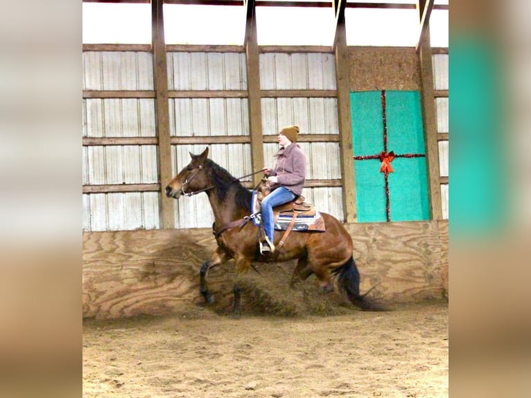 American Quarter Horse Giumenta 10 Anni 152 cm Baio ciliegia in Highland MI