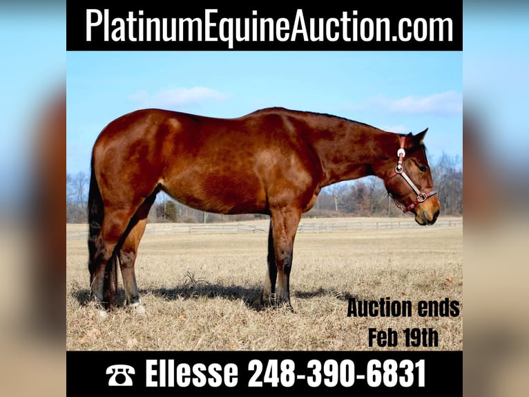 American Quarter Horse Giumenta 10 Anni 152 cm Baio ciliegia in Highland MI