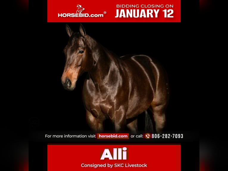 American Quarter Horse Giumenta 10 Anni 152 cm Baio ciliegia in Canyon