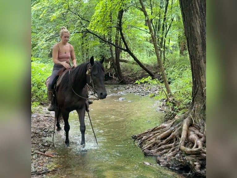 American Quarter Horse Giumenta 10 Anni 152 cm Baio scuro in Granby, CT