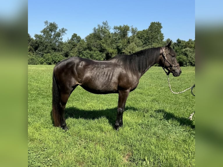 American Quarter Horse Giumenta 10 Anni 152 cm Baio scuro in Granby, CT