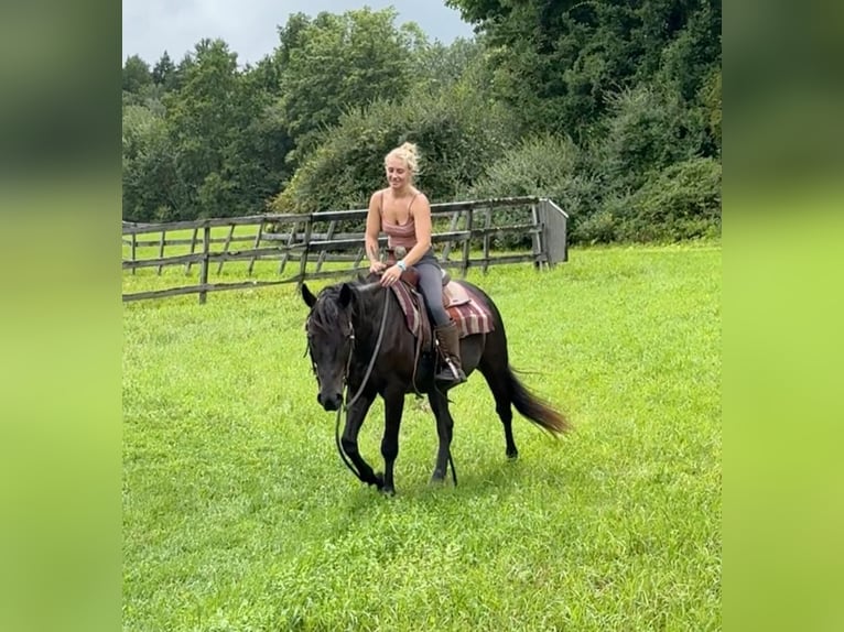 American Quarter Horse Giumenta 10 Anni 152 cm Baio scuro in Granby, CT