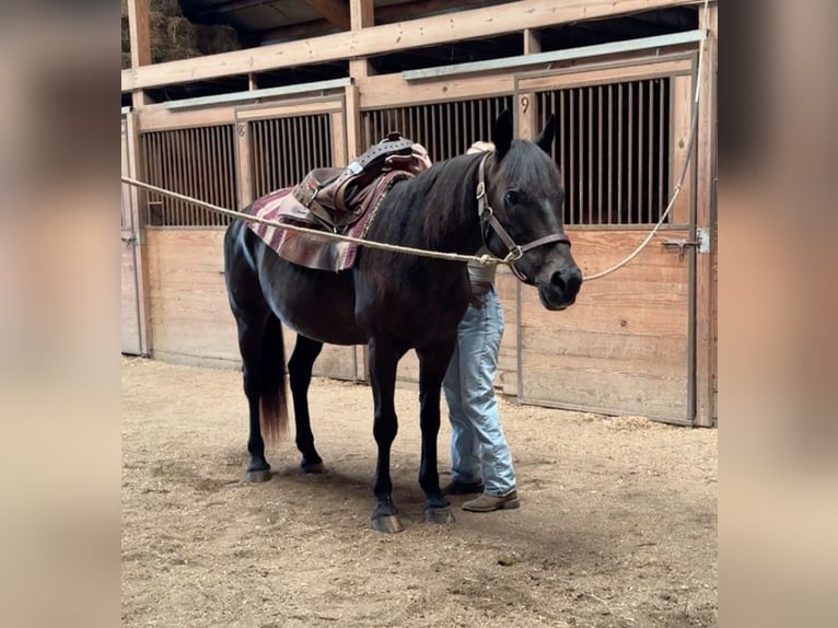 American Quarter Horse Giumenta 10 Anni 152 cm Baio scuro in Granby, CT