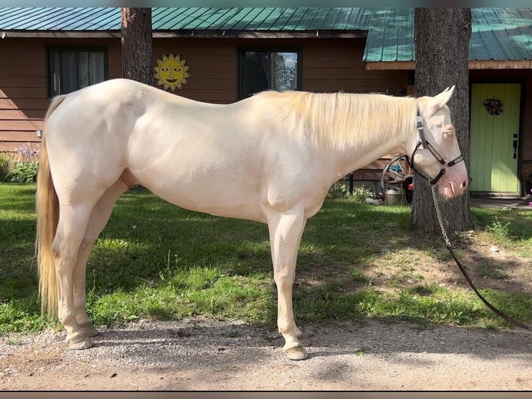 American Quarter Horse Giumenta 10 Anni 152 cm Cremello in Austin , texas