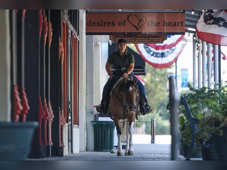 American Quarter Horse Giumenta 10 Anni 152 cm Falbo in Granbury TX