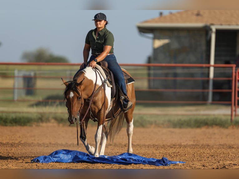 American Quarter Horse Giumenta 10 Anni 152 cm Falbo in Granbury TX