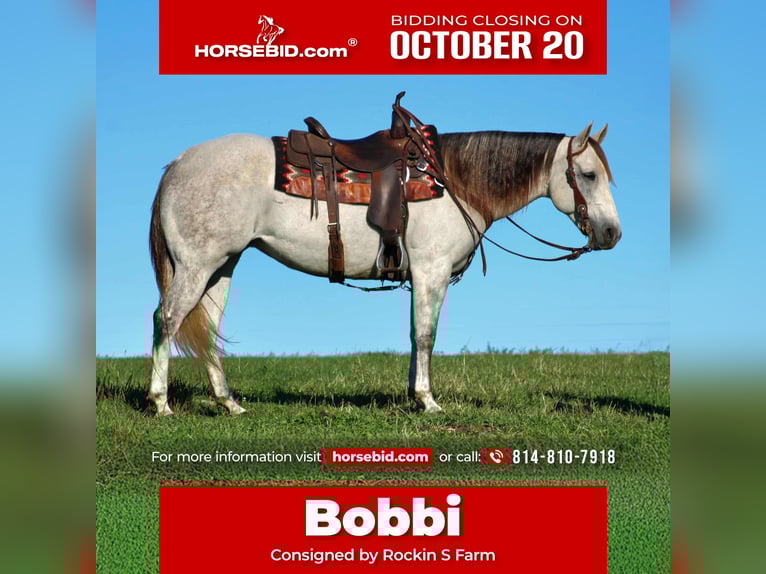 American Quarter Horse Giumenta 10 Anni 152 cm Grigio in Rebersburg