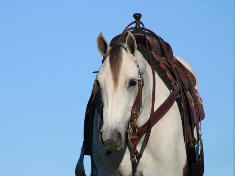 American Quarter Horse Giumenta 10 Anni 152 cm Grigio in Rebersburg