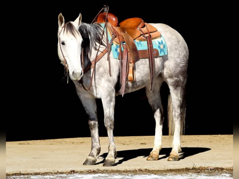 American Quarter Horse Giumenta 10 Anni 152 cm Grigio in Brookville, PA