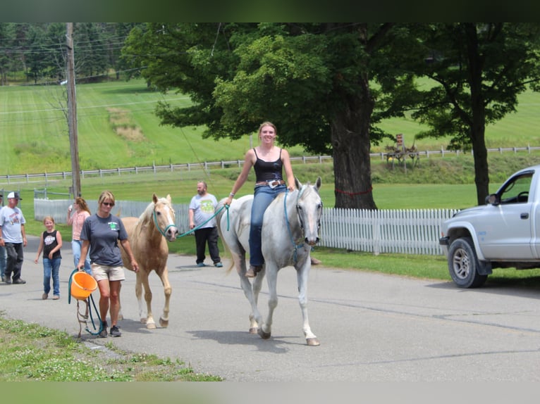 American Quarter Horse Mix Giumenta 10 Anni 152 cm Grigio trotinato in Gillett