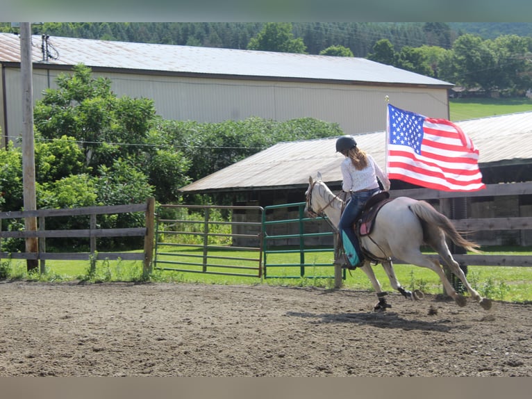 American Quarter Horse Mix Giumenta 10 Anni 152 cm Grigio trotinato in Gillett