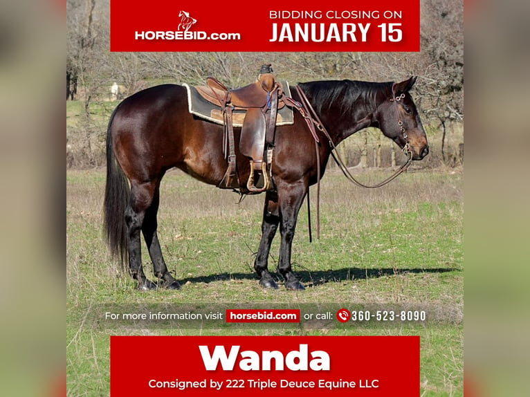 American Quarter Horse Giumenta 10 Anni 152 cm Morello in Weatherford, TX