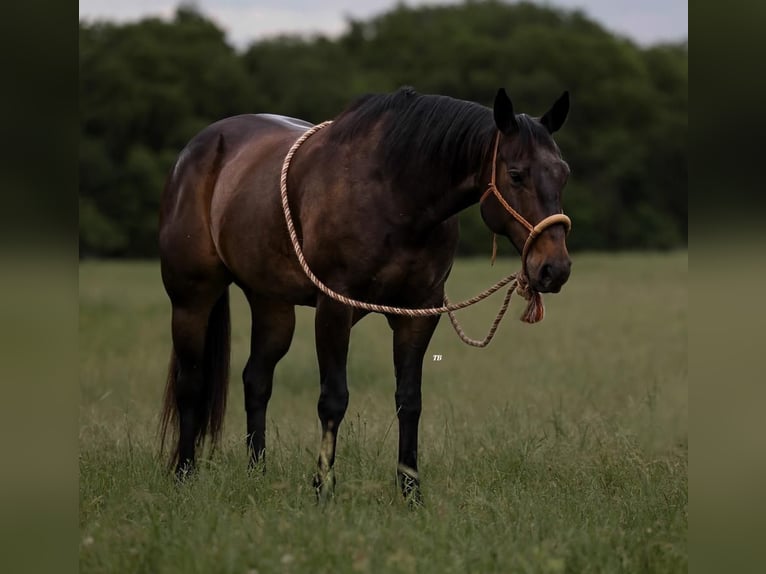 American Quarter Horse Giumenta 10 Anni 152 cm Morello in Weatherford, TX