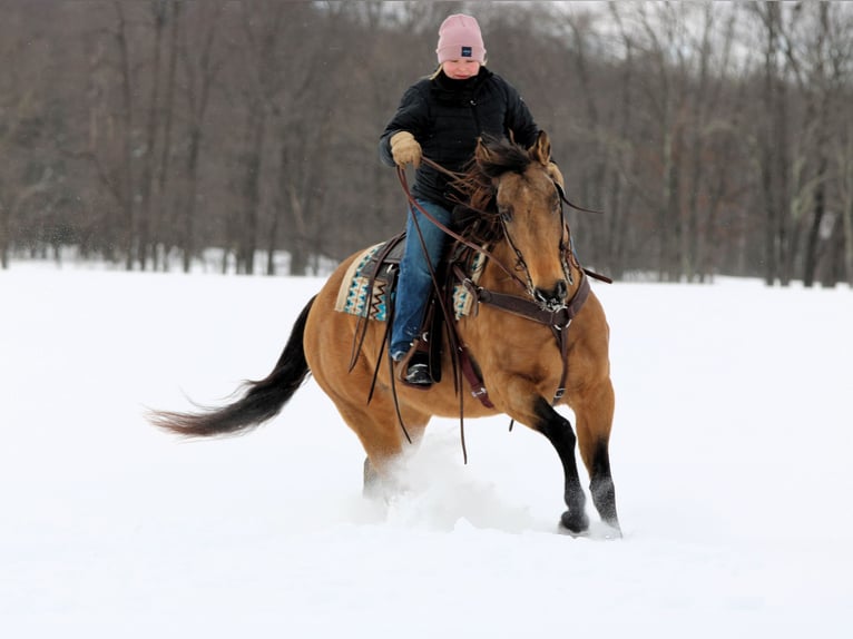 American Quarter Horse Giumenta 10 Anni 152 cm Pelle di daino in Clarion