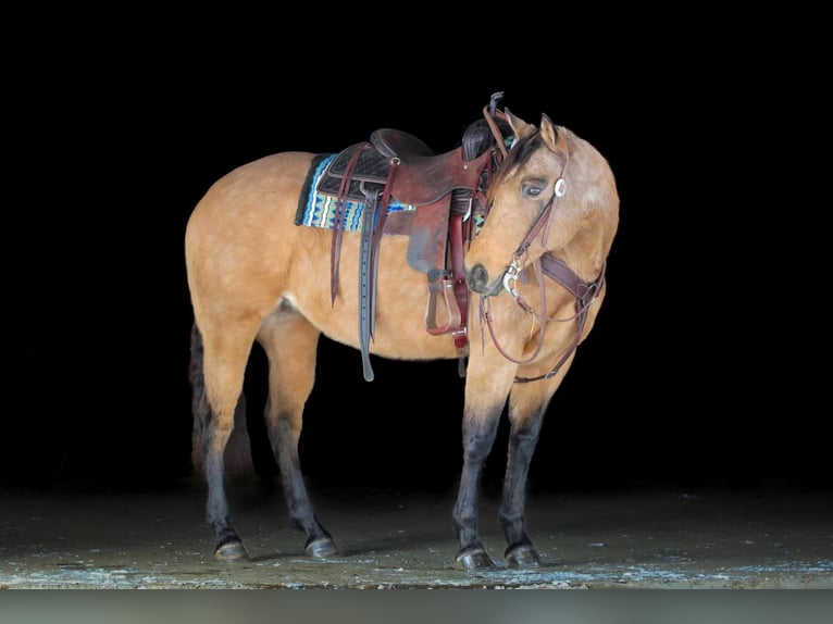 American Quarter Horse Giumenta 10 Anni 152 cm Pelle di daino in Clarion