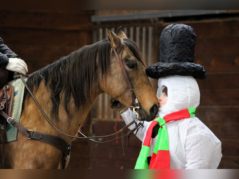 American Quarter Horse Giumenta 10 Anni 152 cm Pelle di daino in Clarion