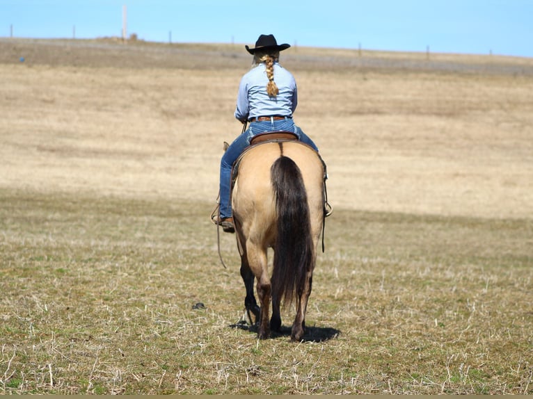 American Quarter Horse Giumenta 10 Anni 152 cm Pelle di daino in Cooksburg